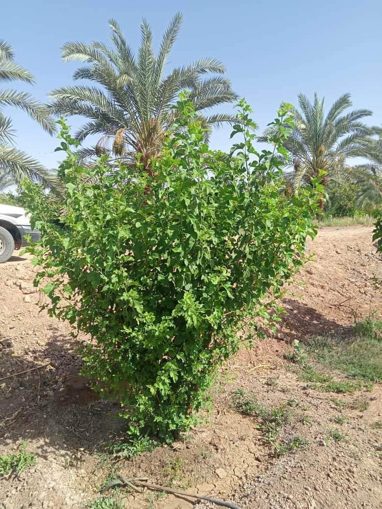 شجرة توت هندى بمزرعة الجمعية