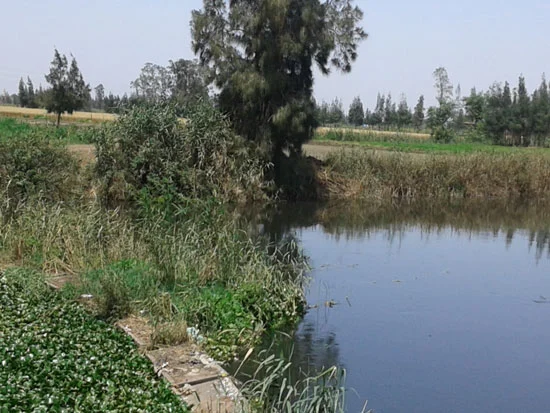 مصرف كتشنر