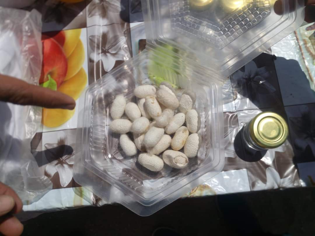 جانب من إنتاج يرقات الحرير