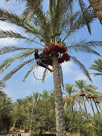 طالع-النخلة طالع-النخلة