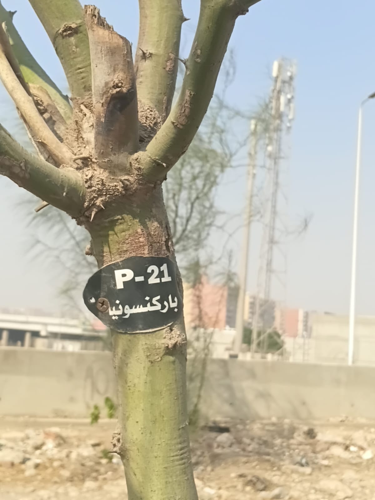 زراعة وتكويد الأشجار بالطريق الدائرى فى الطالبية  (3)