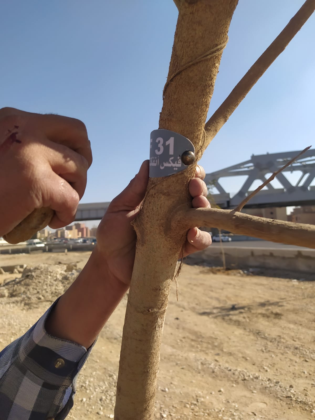 زراعة وتكويد الأشجار بالطريق الدائرى فى الطالبية  (2)