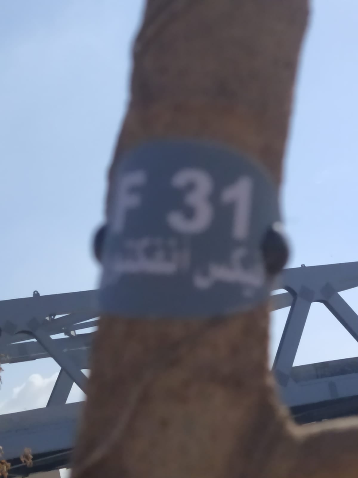 زراعة وتكويد الأشجار بالطريق الدائرى فى الطالبية  (5)