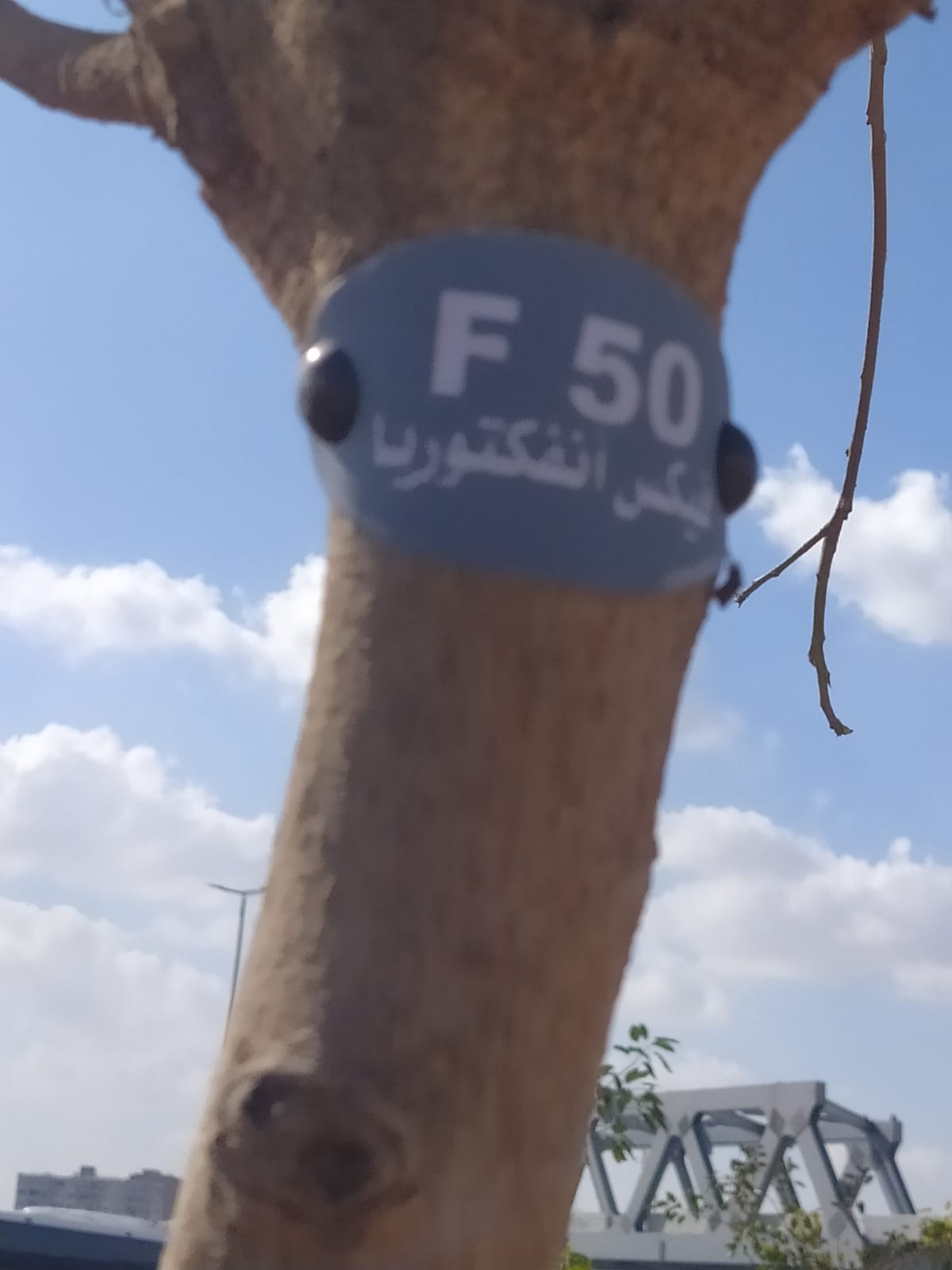 زراعة وتكويد الأشجار بالطريق الدائرى فى الطالبية  (4)