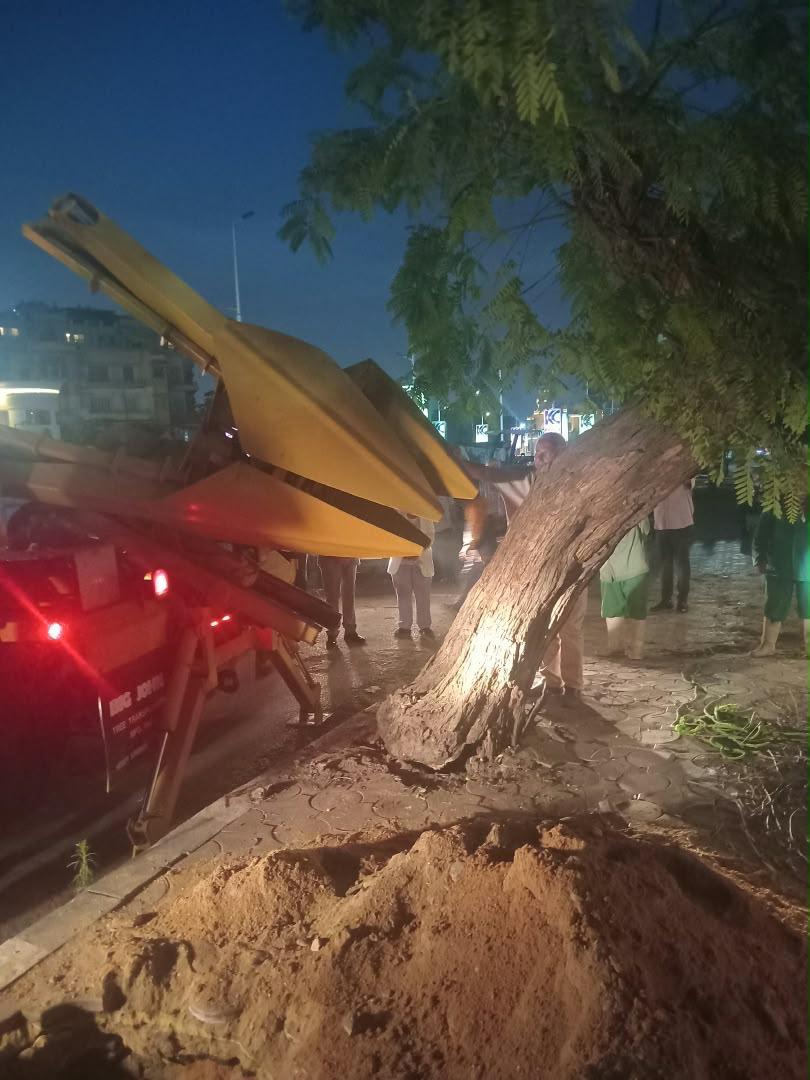 جهود نقل شجرة والاستعانة بأحدث الأجهزة والمعدات 