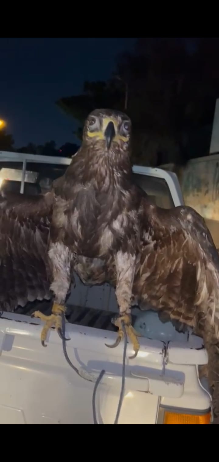ضبط 3 طيور من نوع العقاب لاحتجازها وربطها بالسلاسل واستغلالها فى التصوير (1)