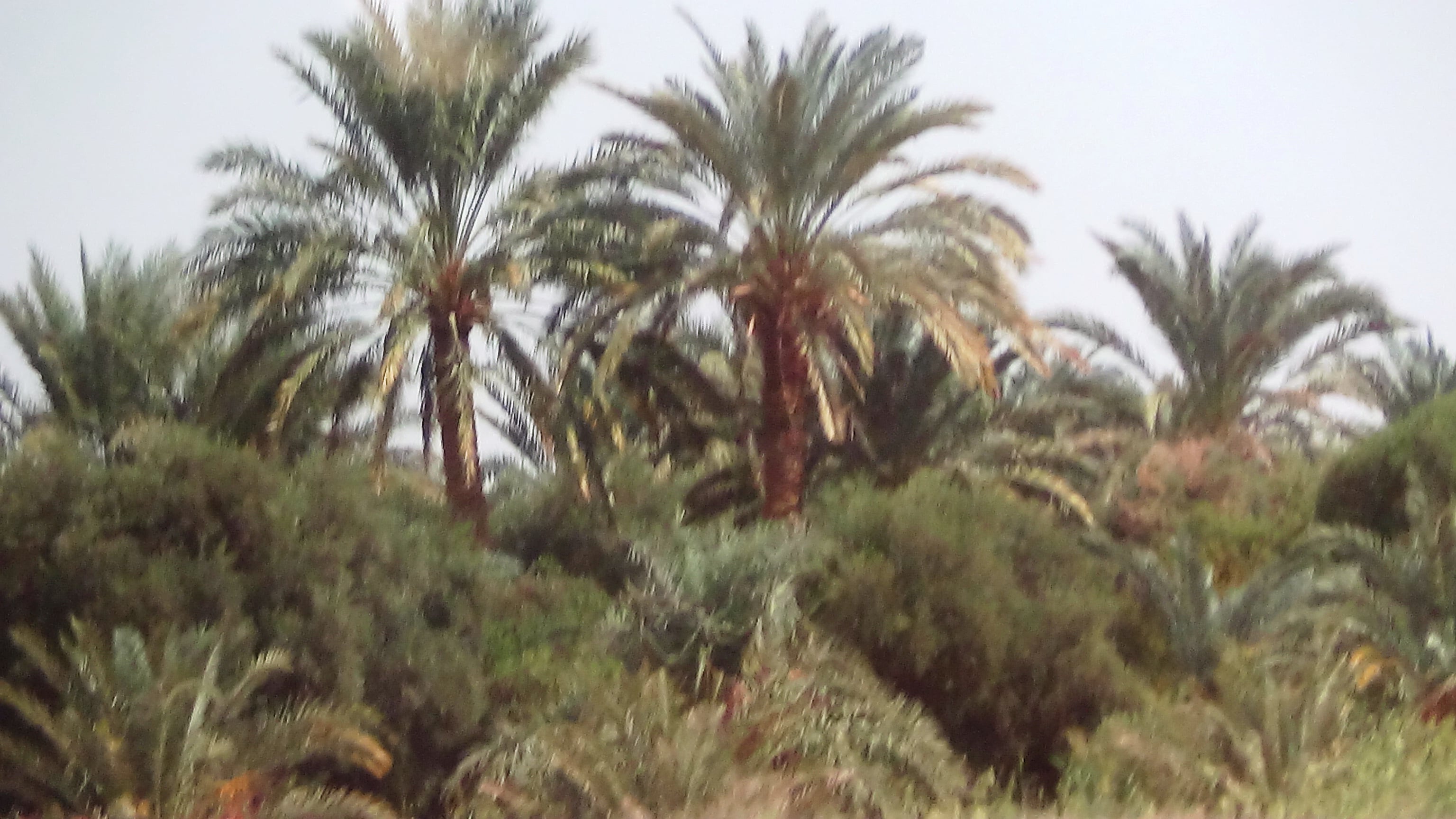 سيوة بها حوالي مليون نخلة