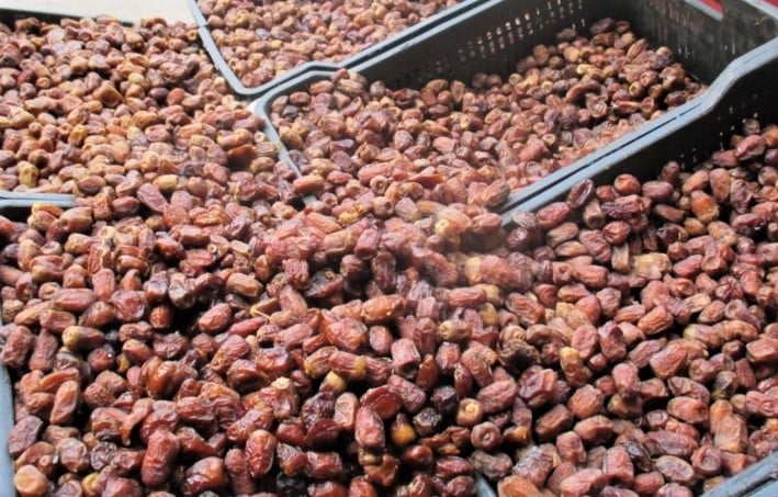 أشهر أنواع البلح اتنتج في سيوة