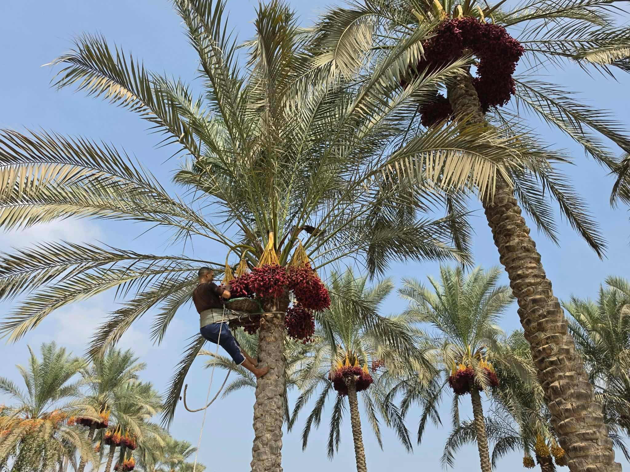 انطلاق حصاد البلح انطلاق حصاد البلح