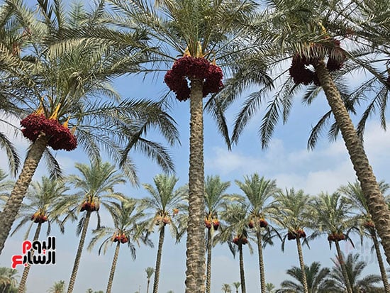 اشجار-النخيل