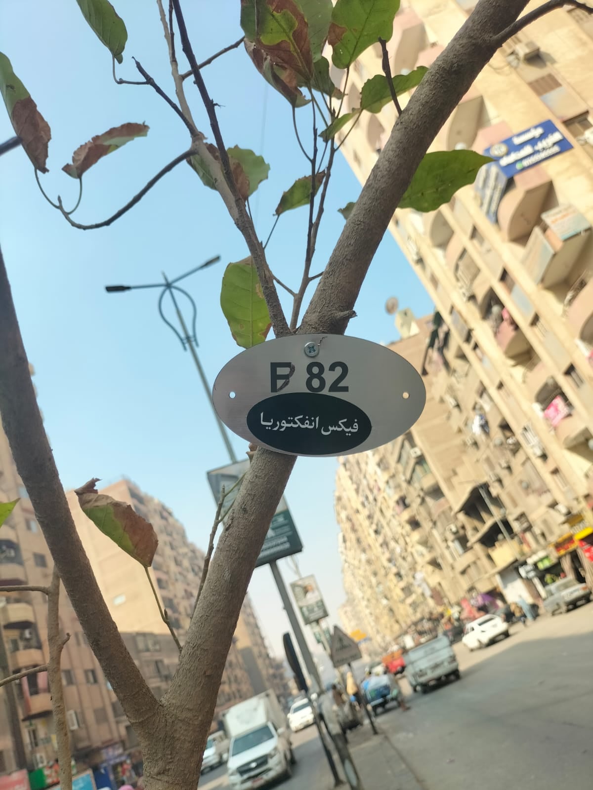 أشجار جديدة ضمن مبادرة «اتحضر للأخضر»