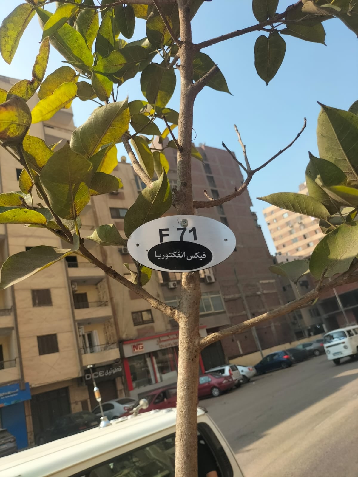 جانب من أعمال التشجير بشارع ترسا