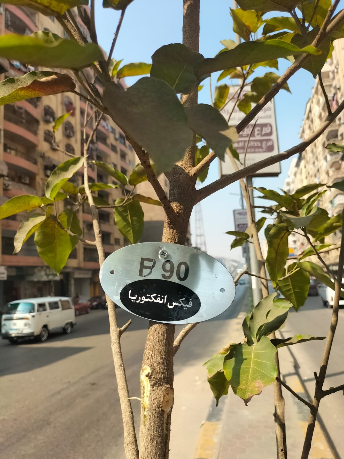 زراعة وتكويد الأشجار بشارع ترسا
