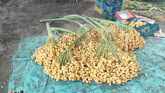 حصاد-كميات-البلح-البرحى-فى-مزارع-جنوب-الأقصر