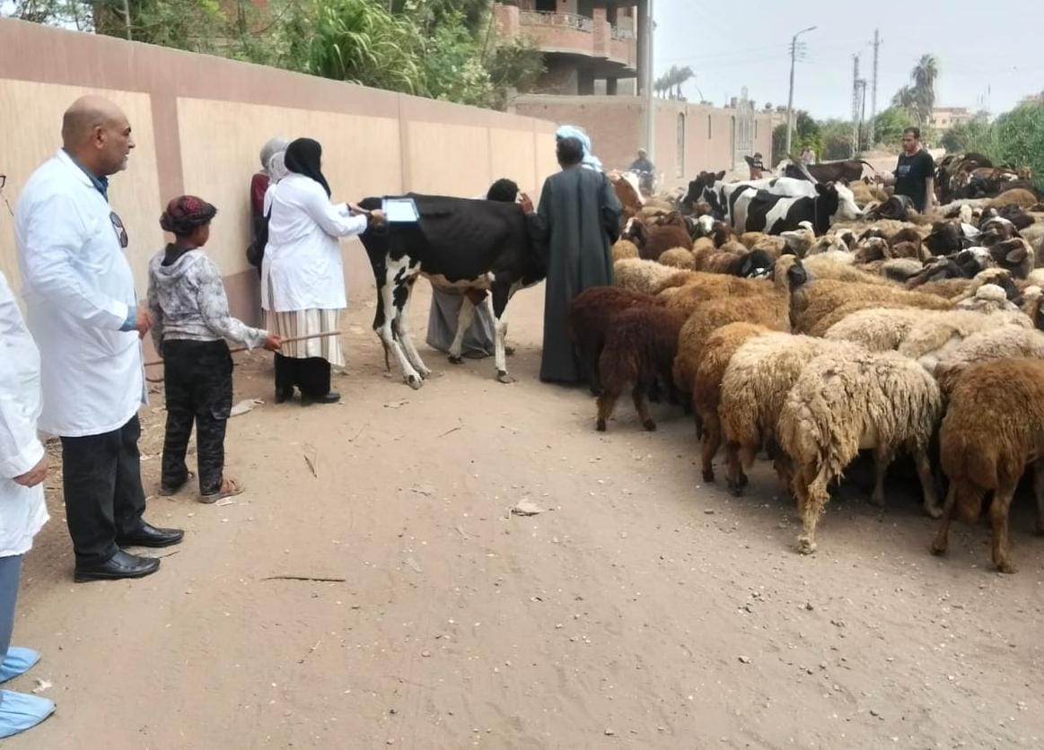 تحصين الأغنام