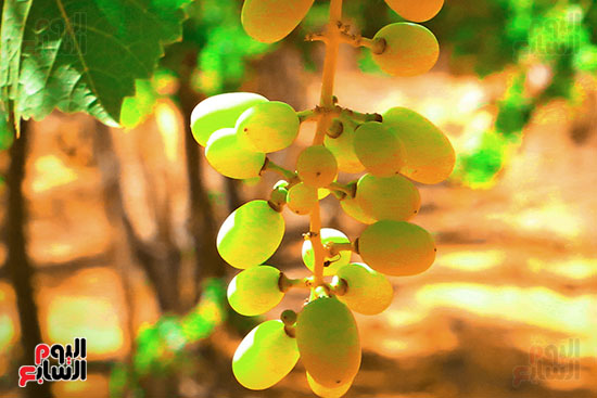 محاصيل الفاكهة (5)