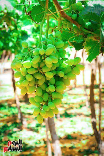 محاصيل الفاكهة (2)