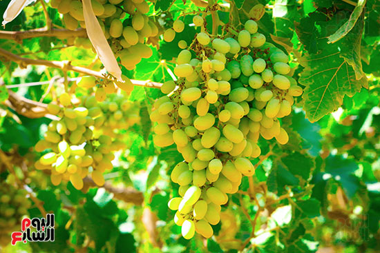 محاصيل الفاكهة (7)