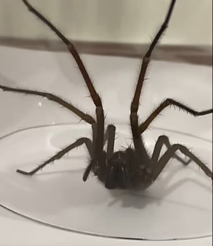 عناكب أخرى