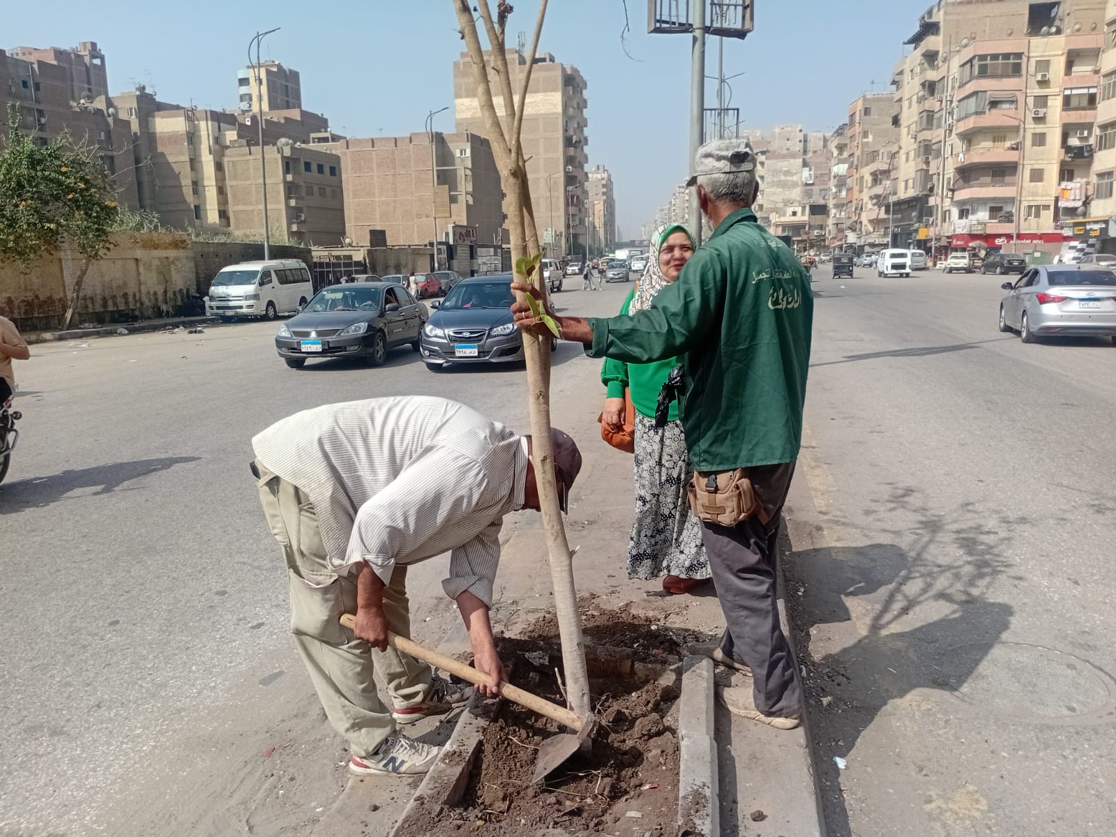 تجميل الطرق بأشجار سريعة النمو تجميل الطرق بأشجار سريعة النمو