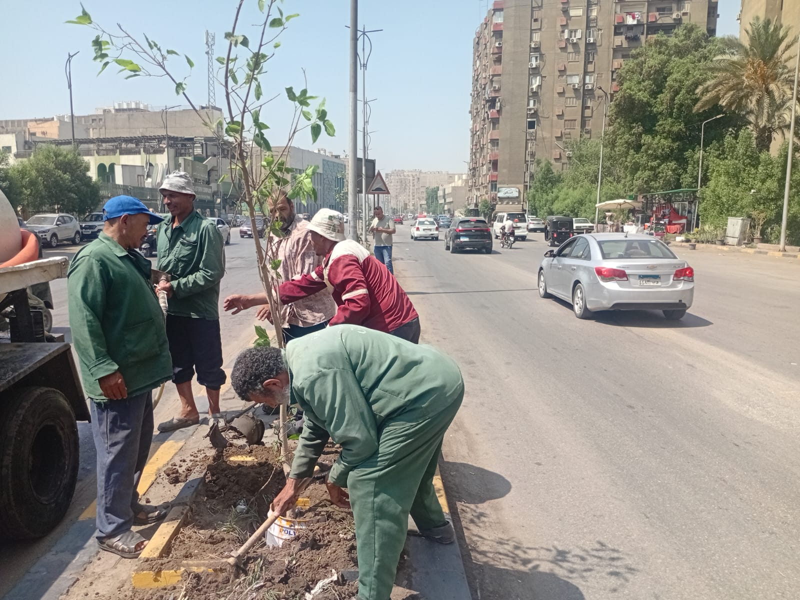 زراعة الأشجار بشارع ترسا وخاتم المرسلين زراعة الأشجار بشارع ترسا وخاتم المرسلين