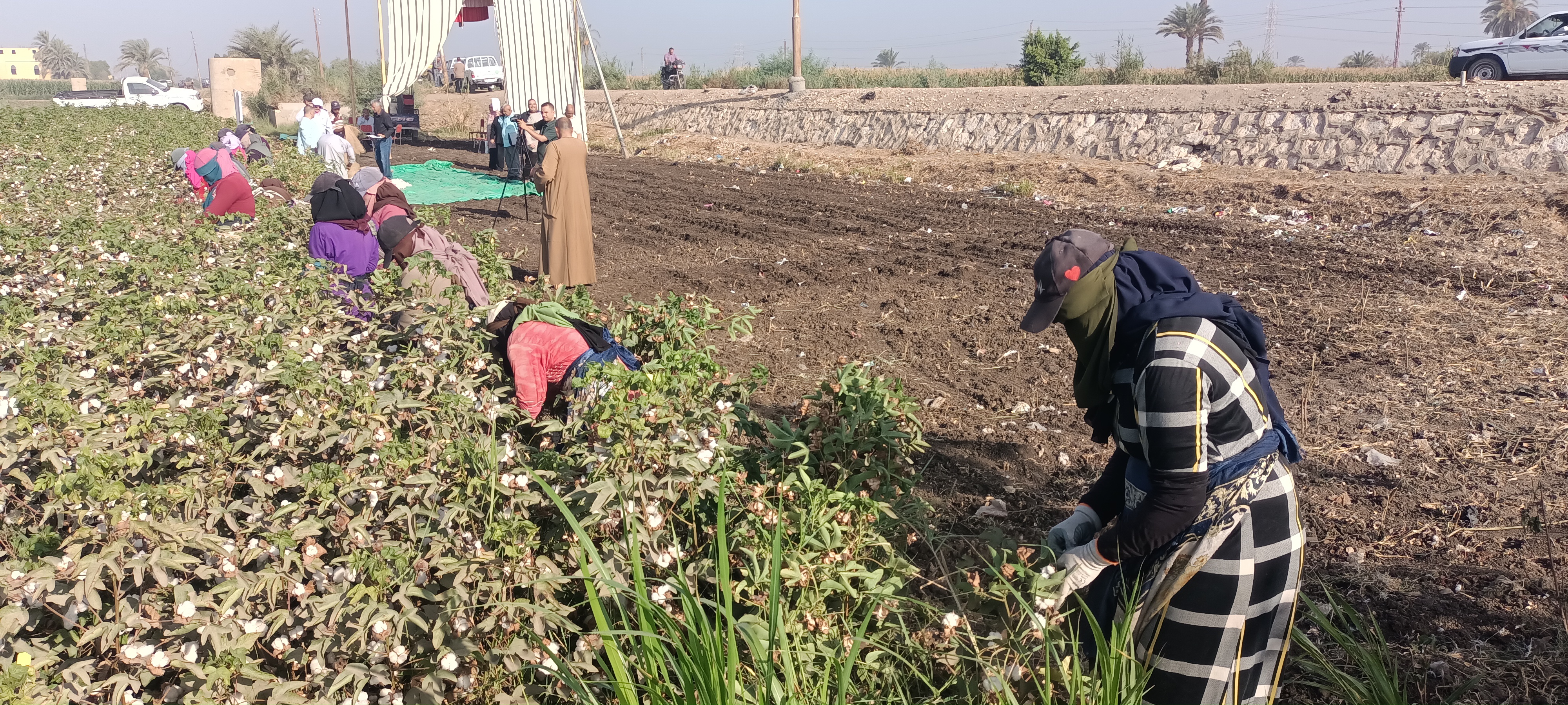 فتيات يعملن فى جنى القطن فتيات يعملن فى جنى القطن