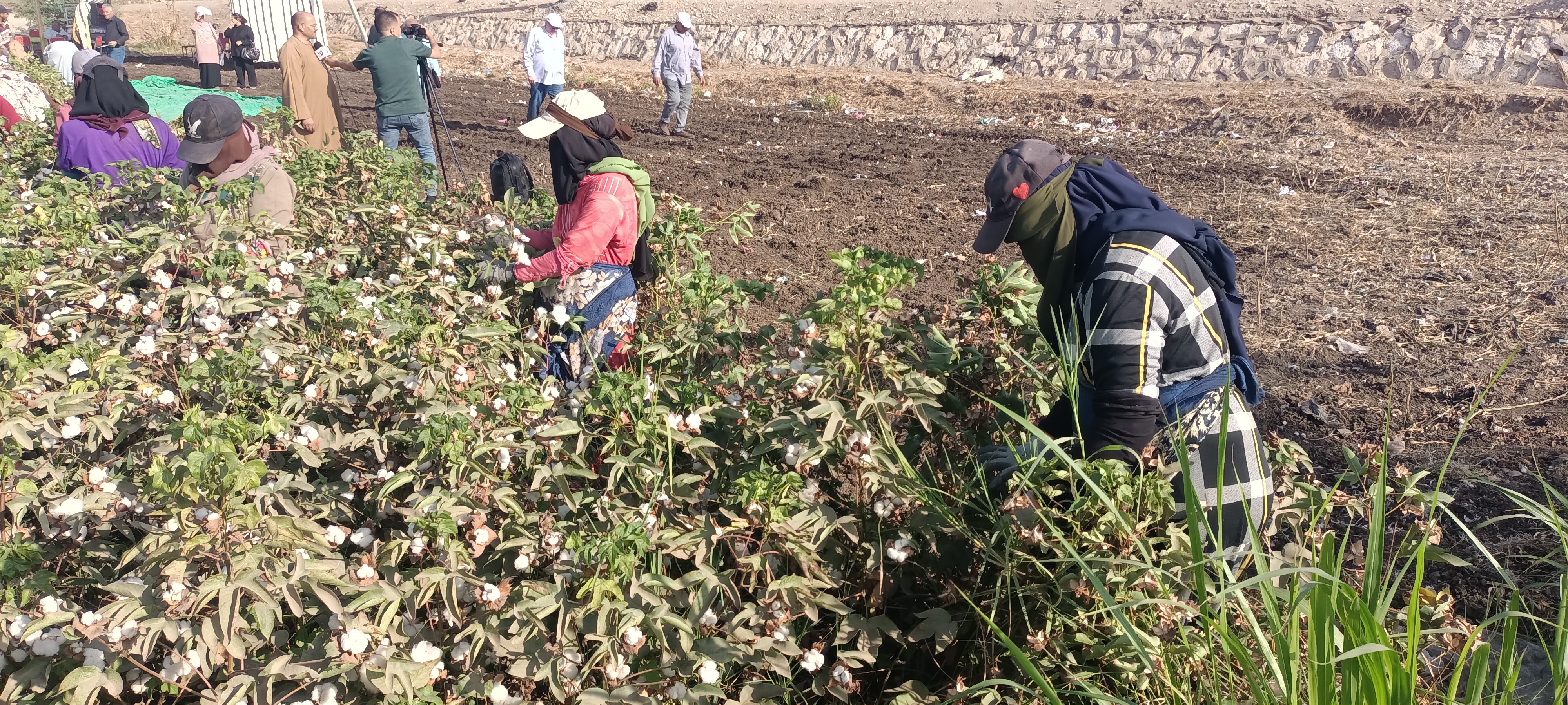 موسم جنى القطن موسم جنى القطن
