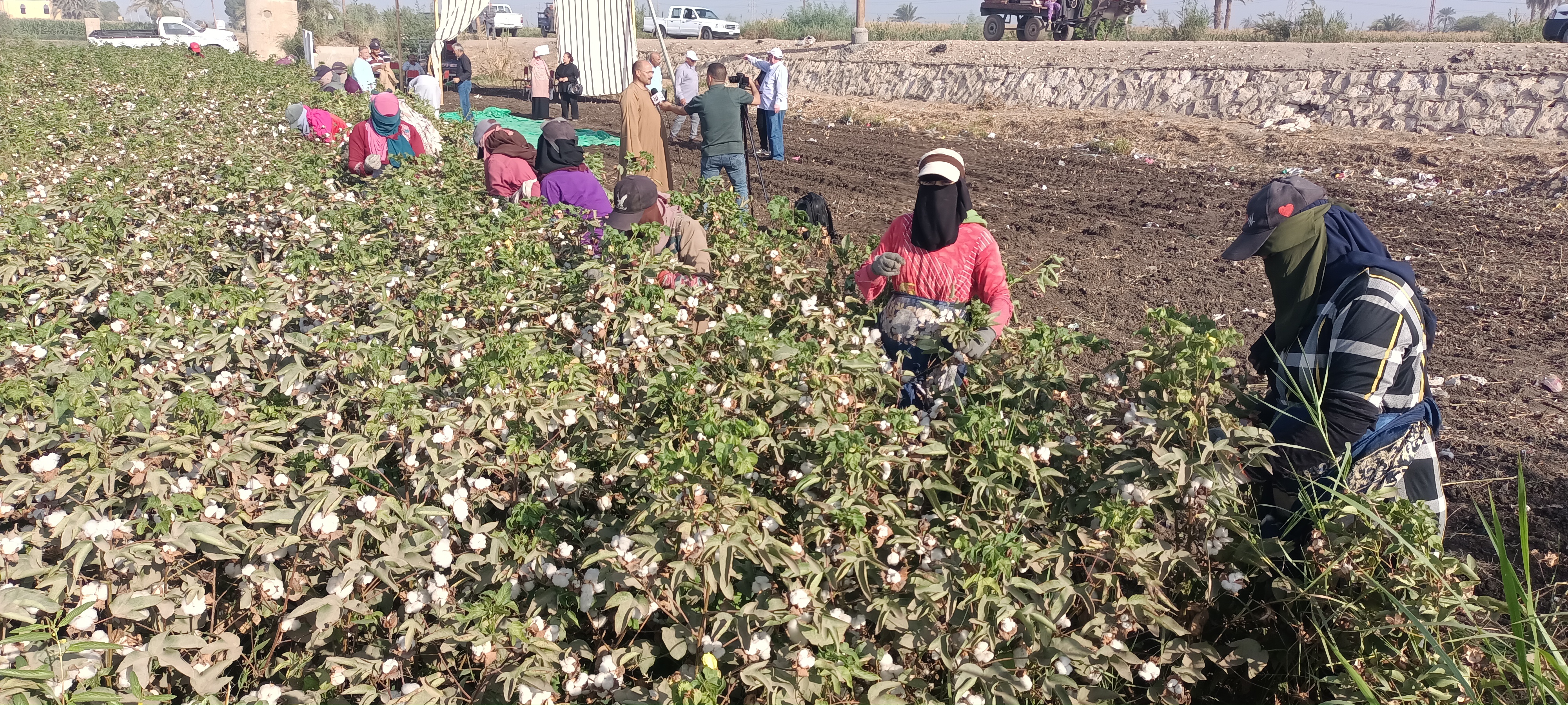 فرحة العاملات بجنى القطن فرحة العاملات بجنى القطن