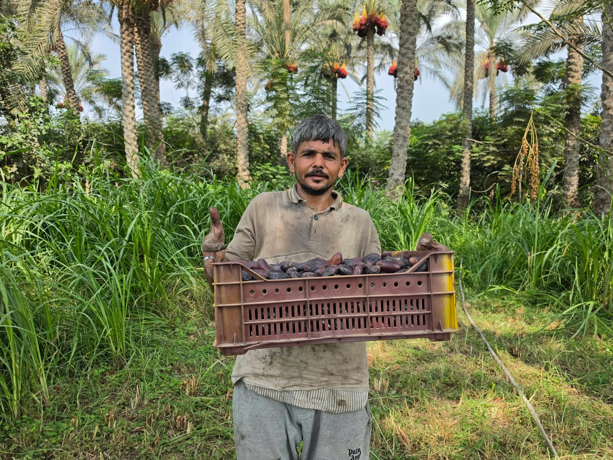 حصاد البلح حصاد البلح