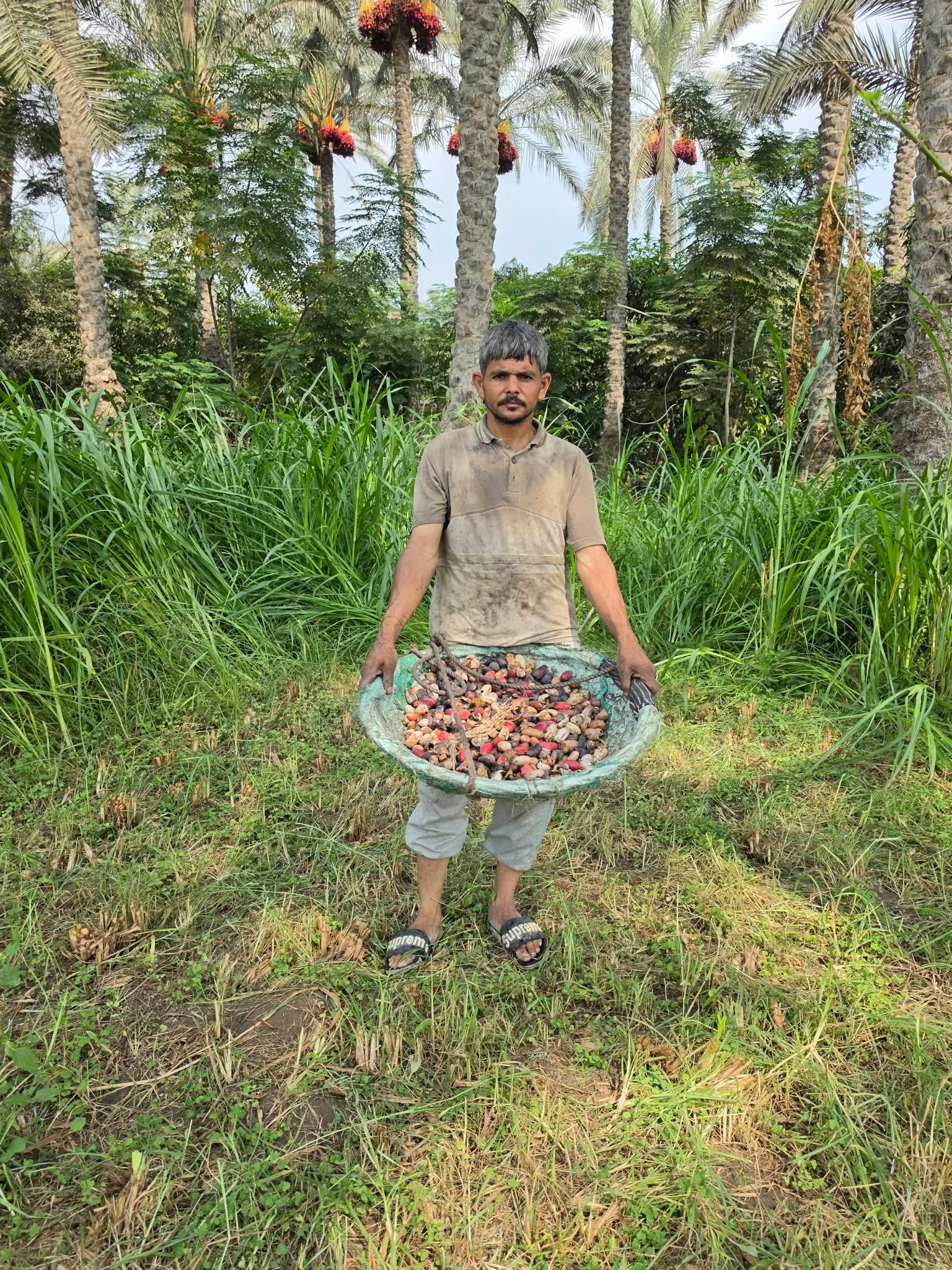 عطية طالع النخل عطية طالع النخل