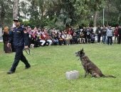  الكلاب البوليسية- أرشيفية