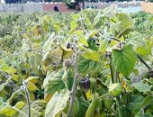 الحرنكش فى غيطان القليوبية