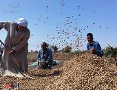 حصاد الفول السودانى - أرشيفية