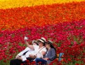 فصل الربيع - أرشيفية 