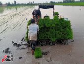 زراعة الأرز - أرشيفية 