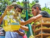 تربية العصافير