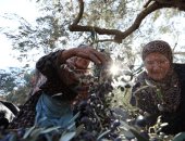 جني ثمار الزيتون 