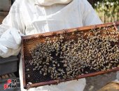 نحل العسل - أرشيفية