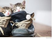 قطط داخل الأحذية
