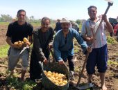 موسم حصاد البطاطس بمحافظة الجيزة