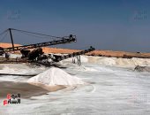 جانب من عملية استخراج الملح
