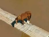 انقاذ حصان فى البرازيل