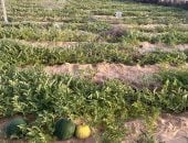 إنتاج البطيخ