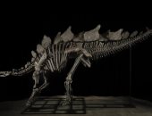 هيكل عظمى لديناصور عمره 150 مليون سنة