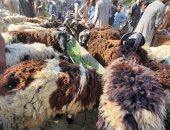 سوق الجمعة للخراف والأغنام