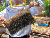 إستخراج عسل النحل 