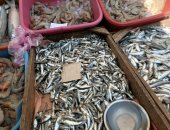 سوق السمك بمدينة منوف