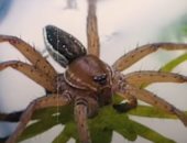 عنكبوت عملاق