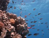 محمية طبيعية ـ صورة أرشيفية