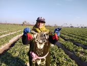 "أحلى الفواكه".. فرحة حصاد الفراولة.. مزارعو القليوبية: العوامل الجوية ساعدت فى تحسين جودة المحصول.. إنتاجية الفدان فى المرة الواحدة من 650 كيلو إلى طن.. وقرية الدير ترفع شعار "بلا بطالة".. فيديو وصور